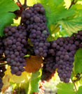 Grapes