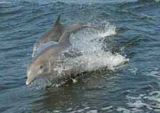 Two dolphins surfing the wake